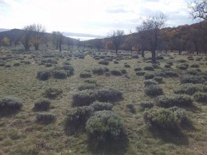 Levendulások a Tihanyi-félszigeten